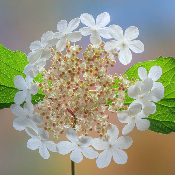 Jaynes Gallery 아티스트의 USA-Washington State-Silverdale Highbush cranberry viburnum flowers close-up작품입니다.